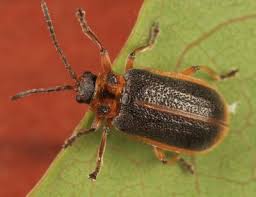 Attēlu rezultāti vaicājumam “Galerucella nymphaeae”