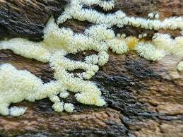 Attēlu rezultāti vaicājumam “Ceratiomyxa morchella stalked”