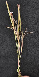 Attēlu rezultāti vaicājumam “Epilobium palustre leaf”