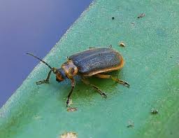 Attēlu rezultāti vaicājumam “Galerucella nymphaeae pupa”