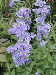 Image result for Aster