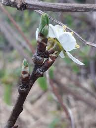 Attēlu rezultāti vaicājumam “Prunus domestica subsp. insitita”