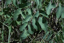 Attēlu rezultāti vaicājumam “Laserpitium latifolium leaf”