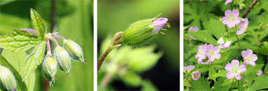 Attēlu rezultāti vaicājumam “Geranium bohemicum bud”
