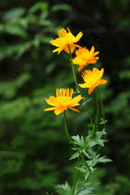 Attēlu rezultāti vaicājumam “Ranunculaceae”