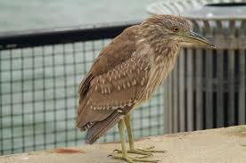 Image result for Nycticorax nycticorax