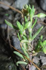 Attēlu rezultāti vaicājumam “Spergularia marina leaf”