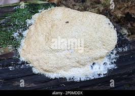 Attēlu rezultāti vaicājumam “Fuligo septica var. candida spores”