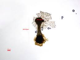 Attēlu rezultāti vaicājumam “Didymium xanthopus”