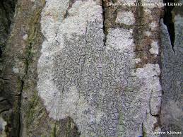 Attēlu rezultāti vaicājumam “Graphis scripta”