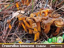 Attēlu rezultāti vaicājumam “Cantharellus lutescens”