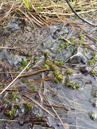 Attēlu rezultāti vaicājumam “Sphagnum platyphyllum”