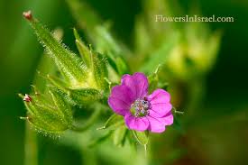 Attēlu rezultāti vaicājumam “Geranium dissectum flower”