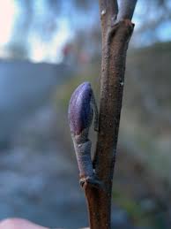 Attēlu rezultāti vaicājumam “Alnus glutinosa bud”