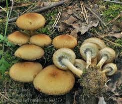 Attēlu rezultāti vaicājumam “Psathyrella lacrymabunda”