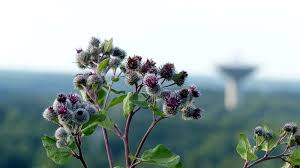 Attēlu rezultāti vaicājumam “Arctium tomentosum”