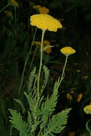 Image result for Achillea filipendulina