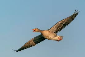 Attēlu rezultāti vaicājumam “Anser anser”