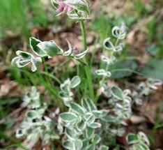 Attēlu rezultāti vaicājumam “Polemonium caeruleum leaf”