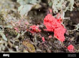 Attēlu rezultāti vaicājumam “Illosporiopsis christiansenii”