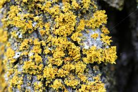 Attēlu rezultāti vaicājumam “Xanthoria candelaria”