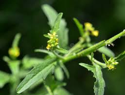 Attēlu rezultāti vaicājumam “Sisymbrium volgense flower”
