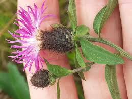 Attēlu rezultāti vaicājumam “Centaurea phrygia”