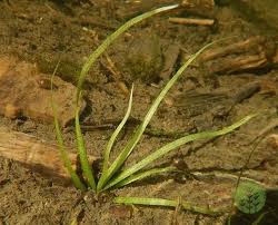 Attēlu rezultāti vaicājumam “Alisma gramineum flower”