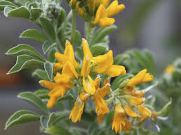 Attēlu rezultāti vaicājumam “Medicago”