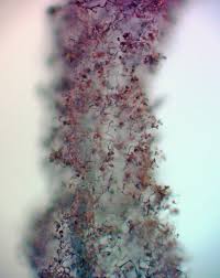 Attēlu rezultāti vaicājumam “Comatricha fragilis”