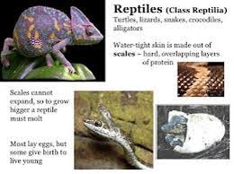 Attēlu rezultāti vaicājumam “Reptilia”