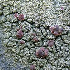 Attēlu rezultāti vaicājumam “Bacidia rubella”