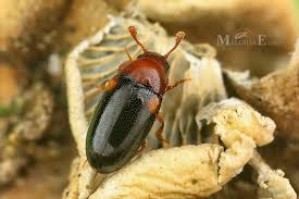 Attēlu rezultāti vaicājumam “Dacne bipustulata”