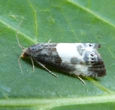 Attēlu rezultāti vaicājumam “Notocelia cynosbatella”