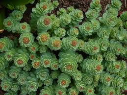 Attēlu rezultāti vaicājumam “Rhodiola rosea flower”