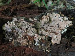 Attēlu rezultāti vaicājumam “Junghuhnia collabens”