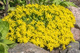Image result for Sedum acre