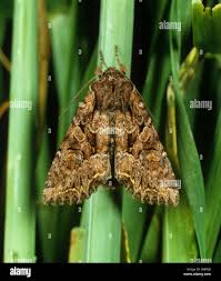 Attēlu rezultāti vaicājumam “Ceramica pisi”