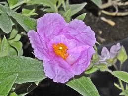 Attēlu rezultāti vaicājumam “Cistaceae”