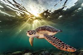 Image result for Chelonia mydas