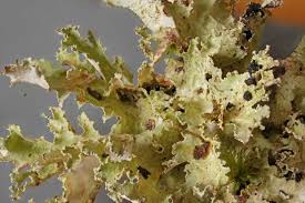 Attēlu rezultāti vaicājumam “Platismatia glauca”