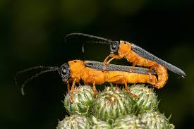 Attēlu rezultāti vaicājumam “Oberea oculata”