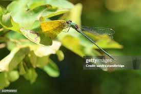 Attēlu rezultāti vaicājumam “Chalcolestes viridis”