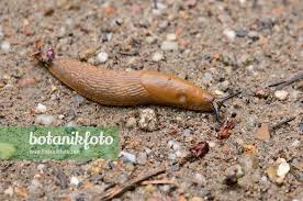 Attēlu rezultāti vaicājumam “Arion lusitanicus”