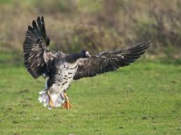 Attēlu rezultāti vaicājumam “Anser albifrons adult”