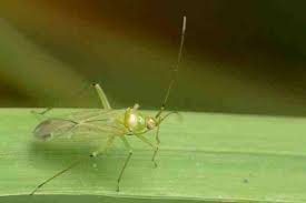 Attēlu rezultāti vaicājumam “Blepharidopterus angulatus”