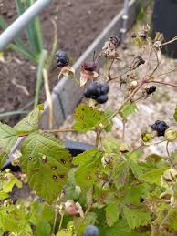 Attēlu rezultāti vaicājumam “Rubus caesius fruit”
