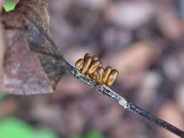 Attēlu rezultāti vaicājumam “Leocarpus sp.”