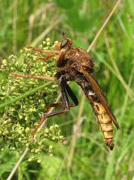 Attēlu rezultāti vaicājumam “Asilus crabroniformis”