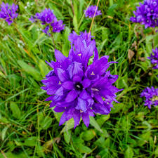 Attēlu rezultāti vaicājumam “Campanula glomerata leaf”